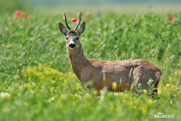 Reh (Capreolus capreolus)