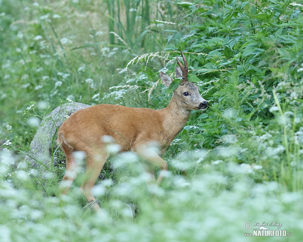 Reh (Capreolus capreolus)