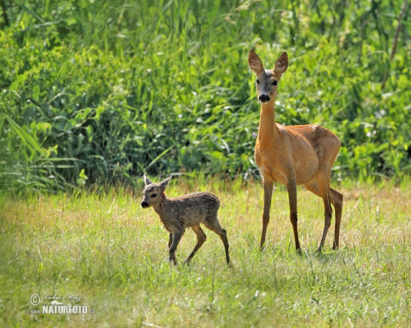 Reh (Capreolus capreolus)