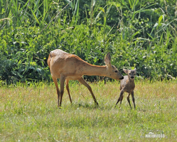 Reh (Capreolus capreolus)