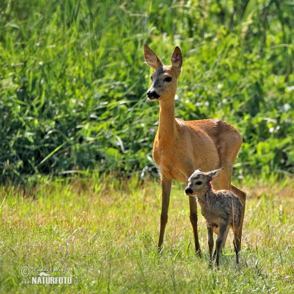 Reh (Capreolus capreolus)