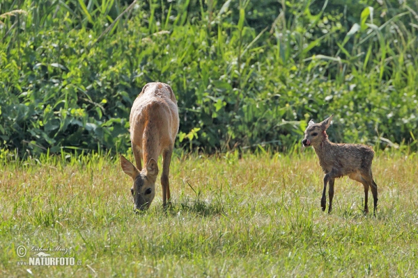 Reh (Capreolus capreolus)