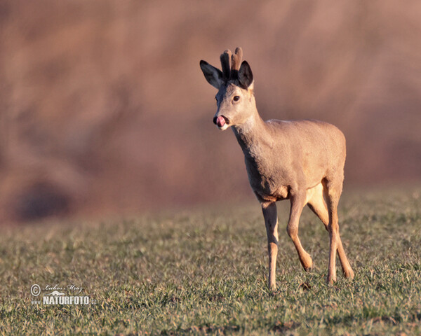 Reh (Capreolus capreolus)