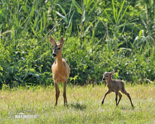 Reh (Capreolus capreolus)