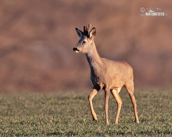 Reh (Capreolus capreolus)