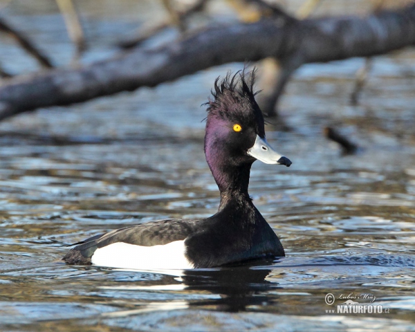 Reiherente (Aythya fuligula)