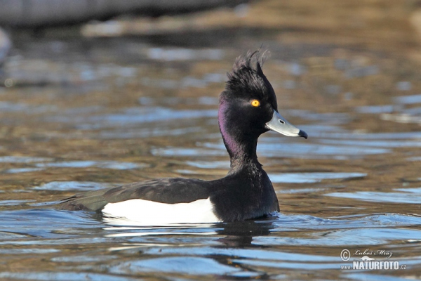 Reiherente (Aythya fuligula)