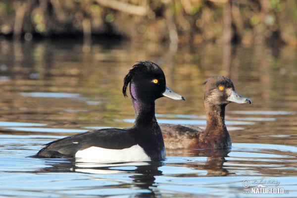 Reiherente (Aythya fuligula)