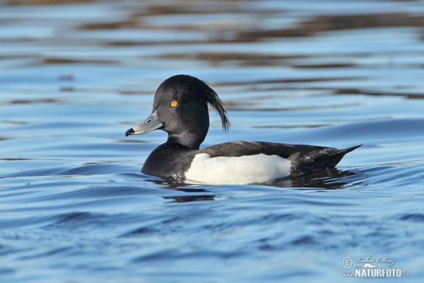 Reiherente (Aythya fuligula)