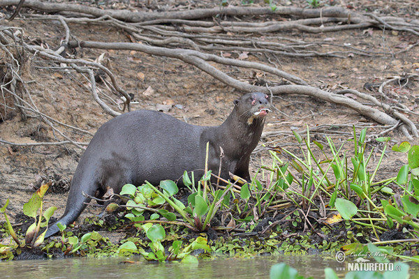 Reisenotter (Pteronura brasilliensis)