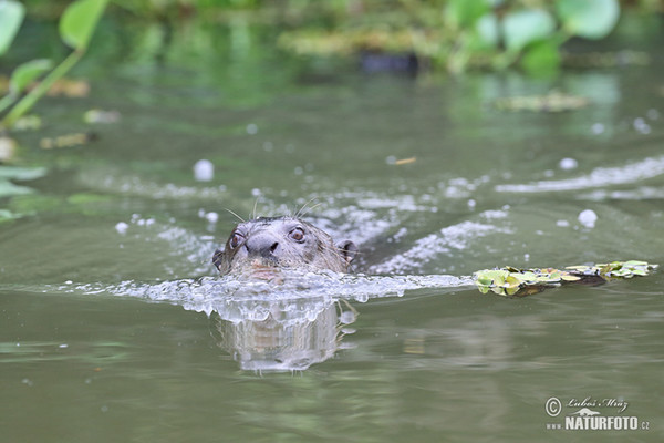 Reisenotter (Pteronura brasilliensis)