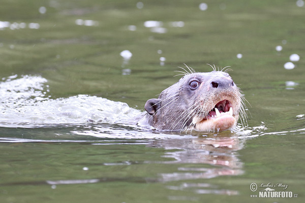 Reisenotter (Pteronura brasilliensis)