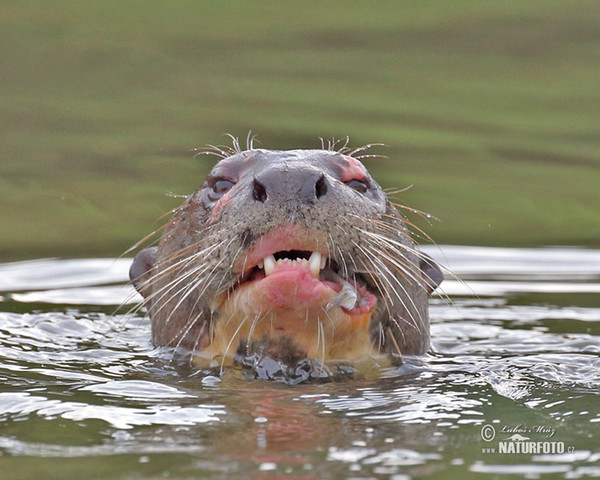 Reisenotter (Pteronura brasilliensis)