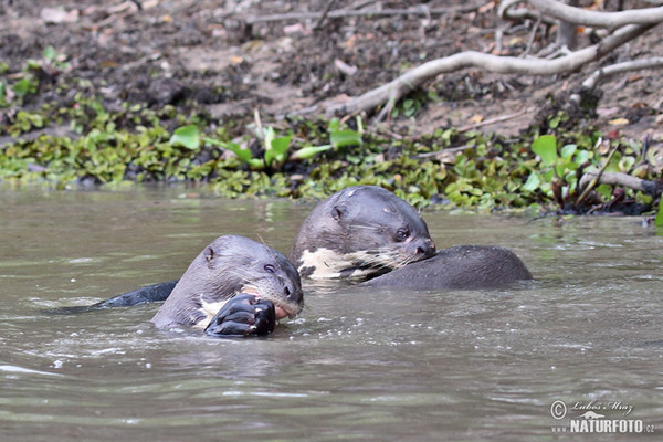 Reisenotter (Pteronura brasilliensis)