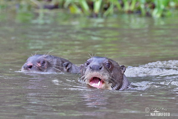 Reisenotter (Pteronura brasilliensis)