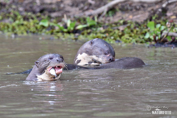 Reisenotter (Pteronura brasilliensis)