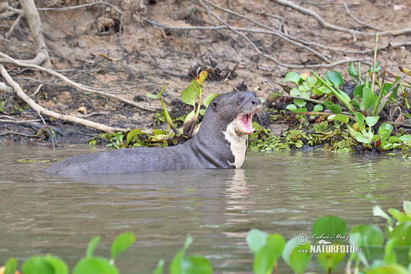 Reisenotter (Pteronura brasilliensis)