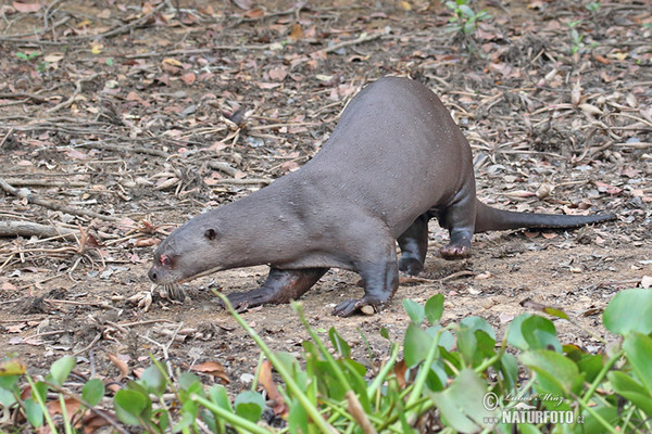 Reisenotter (Pteronura brasilliensis)