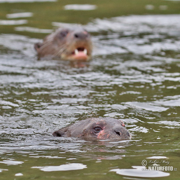 Reisenotter (Pteronura brasilliensis)