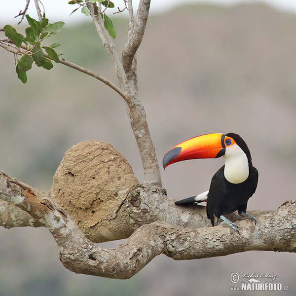 Reisentukan (Ramphastos toco)