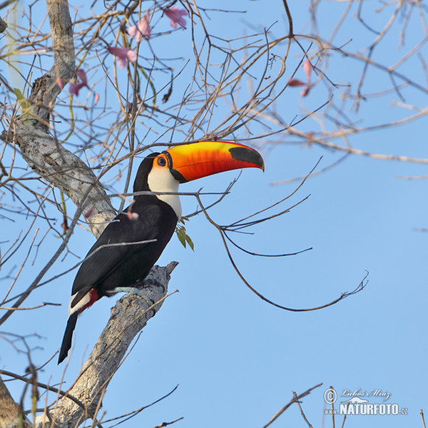 Reisentukan (Ramphastos toco)