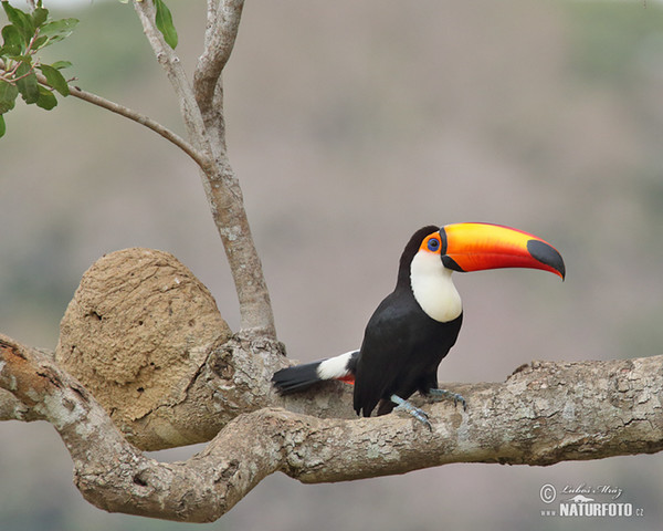 Reisentukan (Ramphastos toco)