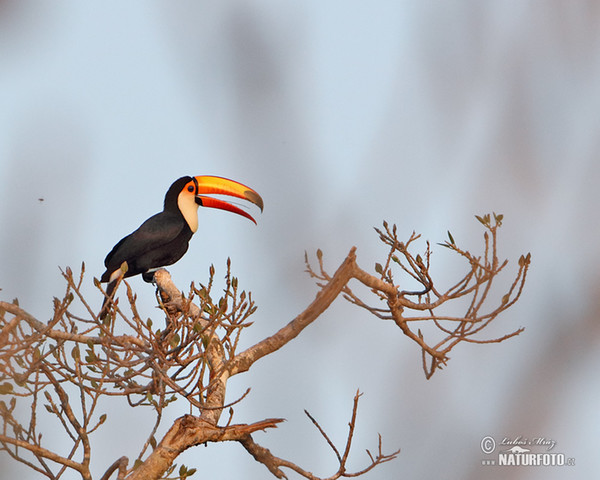 Reisentukan (Ramphastos toco)