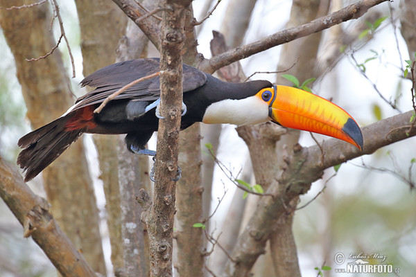 Reisentukan (Ramphastos toco)