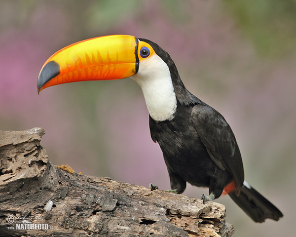 Reisentukan (Ramphastos toco)