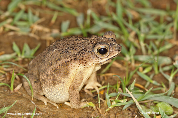 Rhinella granulosa (Rhinella granulosa)