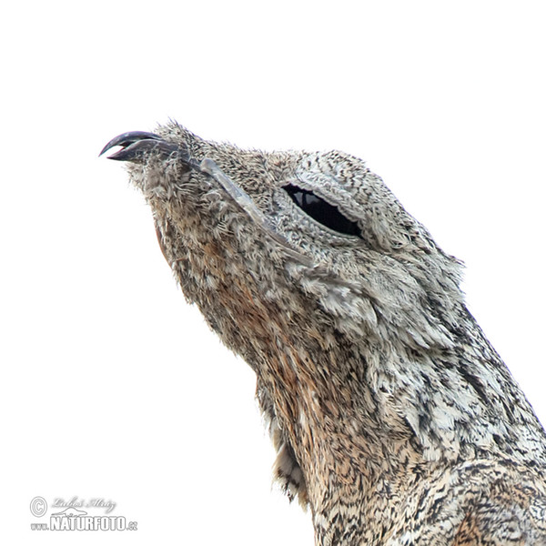 Riesentagschläfer (Nyctibius grandis)