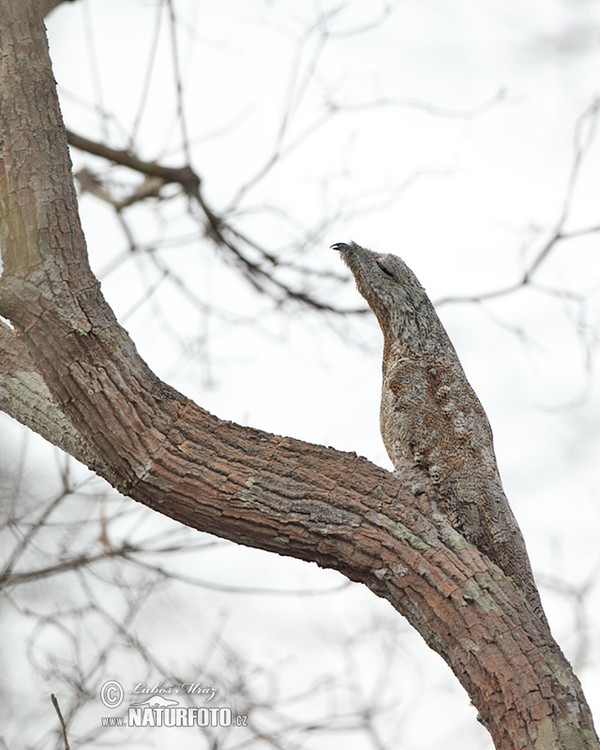 Riesentagschläfer (Nyctibius grandis)