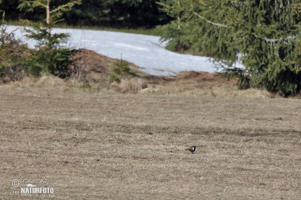 Ringdrossel (Turdus torquatus)