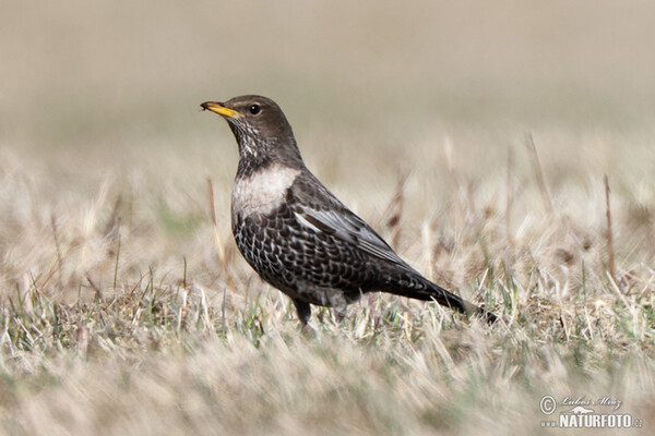 Ringdrossel (Turdus torquatus)