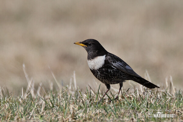 Ringdrossel (Turdus torquatus)