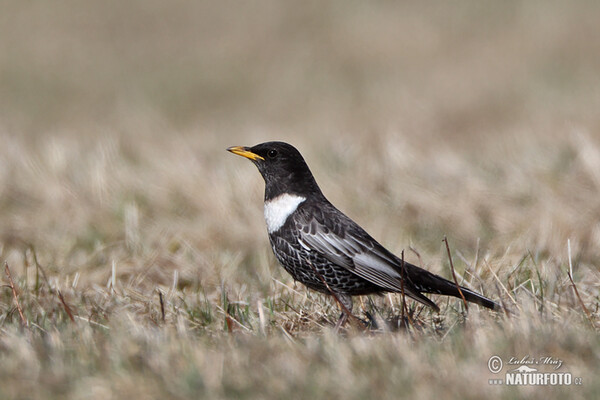 Ringdrossel (Turdus torquatus)