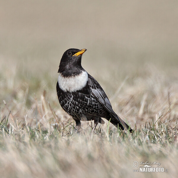 Ringdrossel (Turdus torquatus)