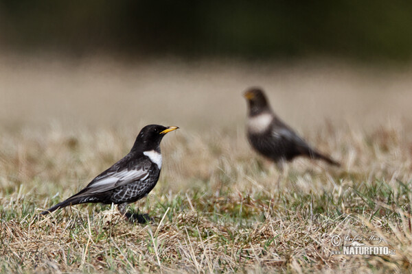 Ringdrossel (Turdus torquatus)