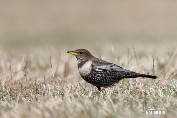 Ringdrossel (Turdus torquatus)