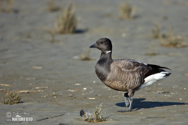 Ringelgans (Branta bernicla)