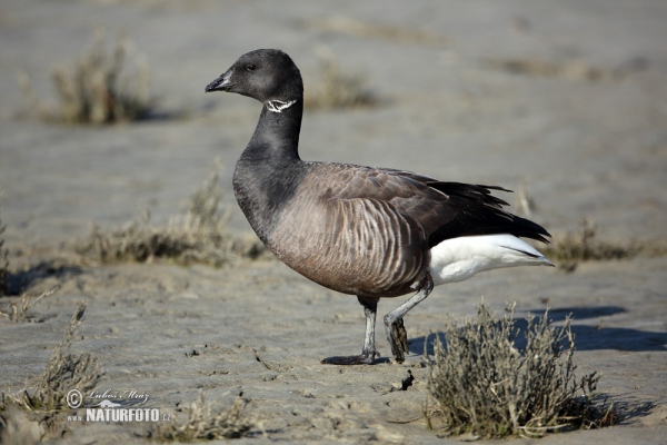 Ringelgans (Branta bernicla)