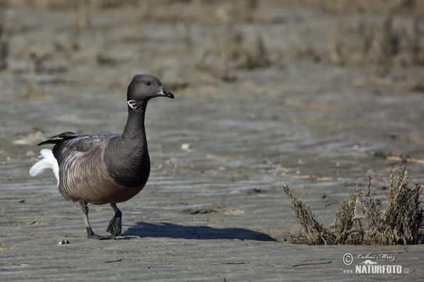 Ringelgans (Branta bernicla)