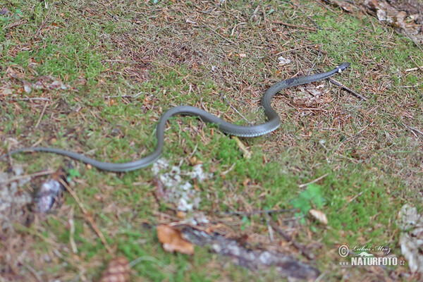 Ringelnatter (Natrix natrix)