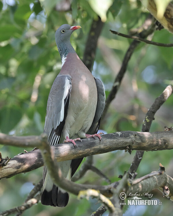 Ringeltaube (Columba palumbus)