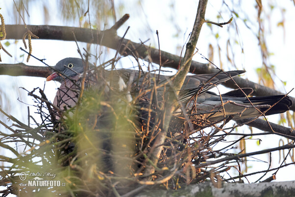 Ringeltaube (Columba palumbus)