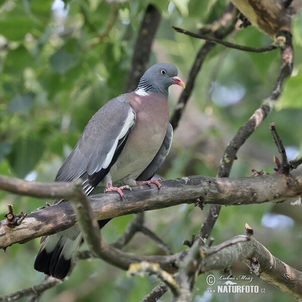 Ringeltaube (Columba palumbus)