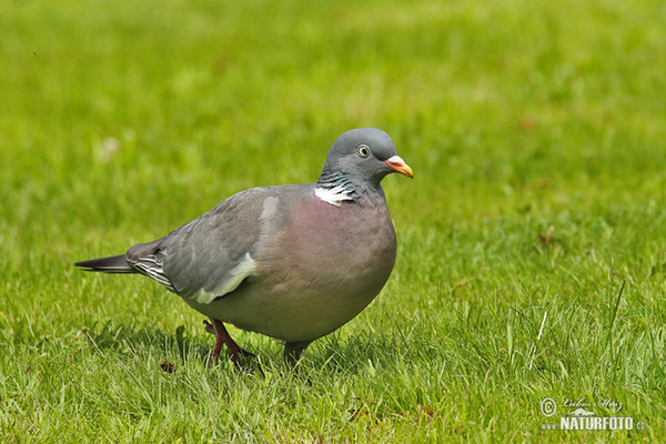 Ringeltaube (Columba palumbus)