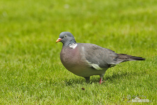 Ringeltaube (Columba palumbus)