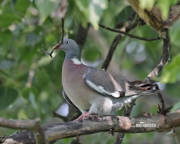 Ringeltaube (Columba palumbus)