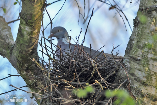 Ringeltaube (Columba palumbus)